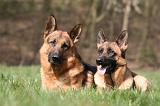 BERGER ALLEMAND 1252